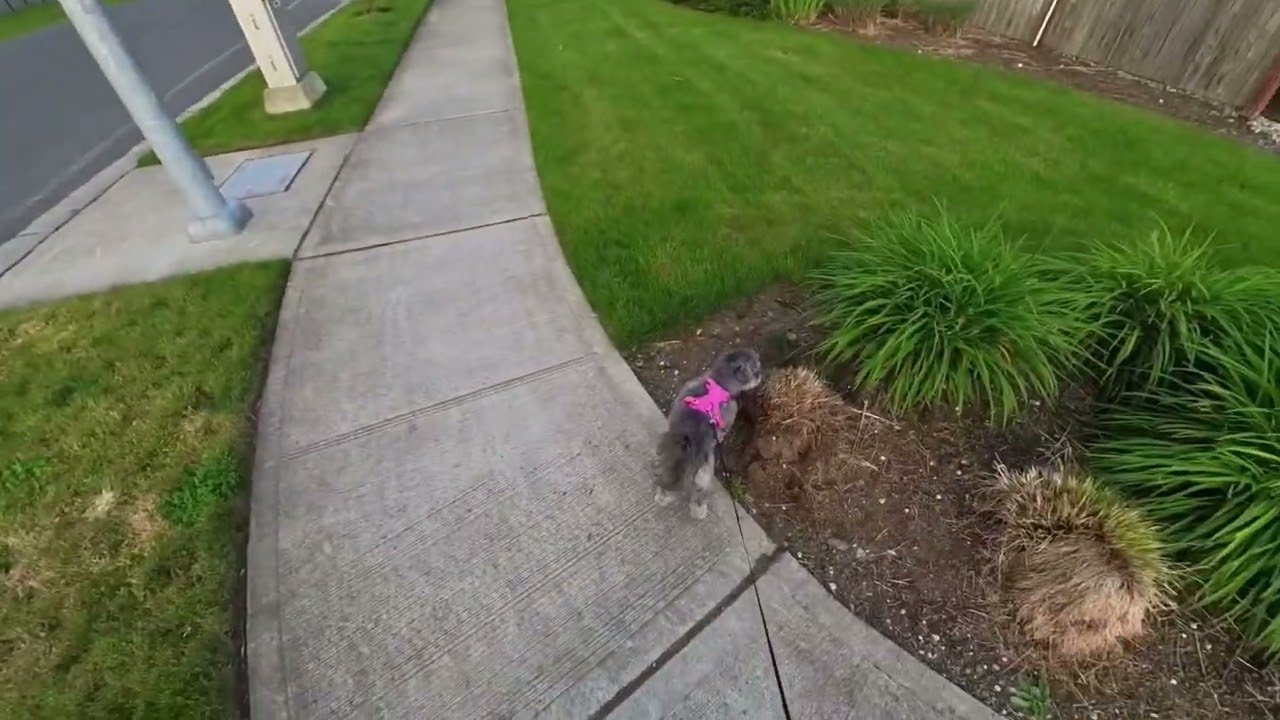 🐾 🐾 POV Dog Walking | iLce&rsquo;s Walking Vlog #1 🐕&zwj;🦺