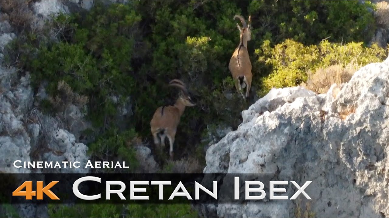 Δειτε τα "εξαφανισμενα' αγρίμια της Κρήτης (Κρι- Κρι) | CRETAN IBEX by Drone 🇬🇷 4K