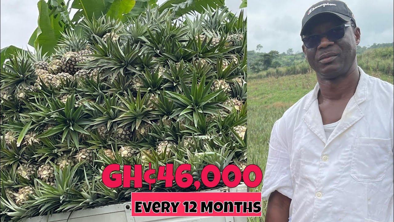 How He  Makes Over GHS 46,000 From One Acre Of Pineapple Farm In 12 Months | Budget Break Down