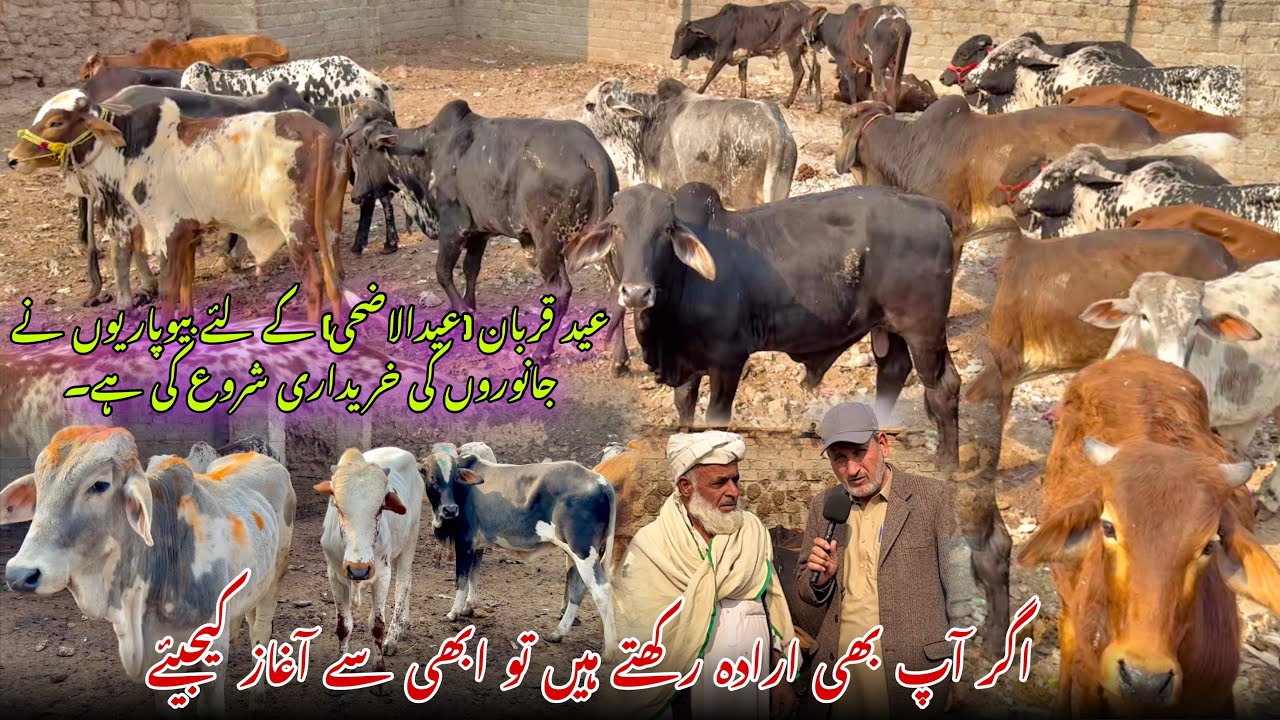 Eid-ul-Adha 2026 | Sacrificial Animal Buying Begins | Get Yours Early with Proper Vaccinations 