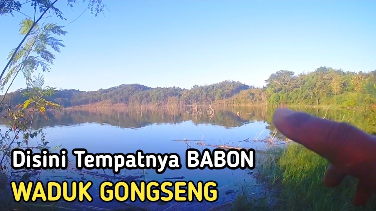 MANTAP❗Waduk GONGSENG Memang FULL BABON BABON