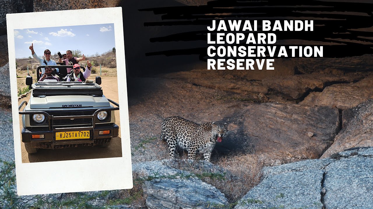 Experience the rocky jungle of Jawai Bandh Leopard conservation reserve