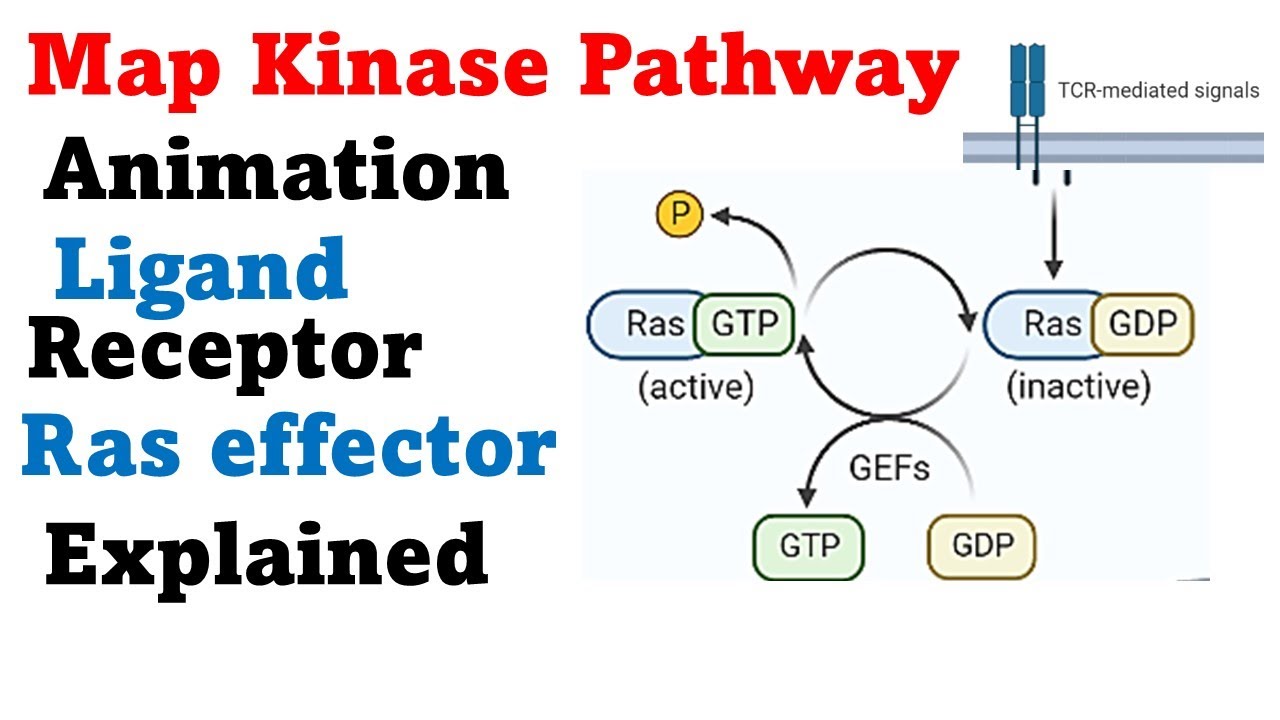 Ras raf map kinase pathway animation | Ras signaling pathway