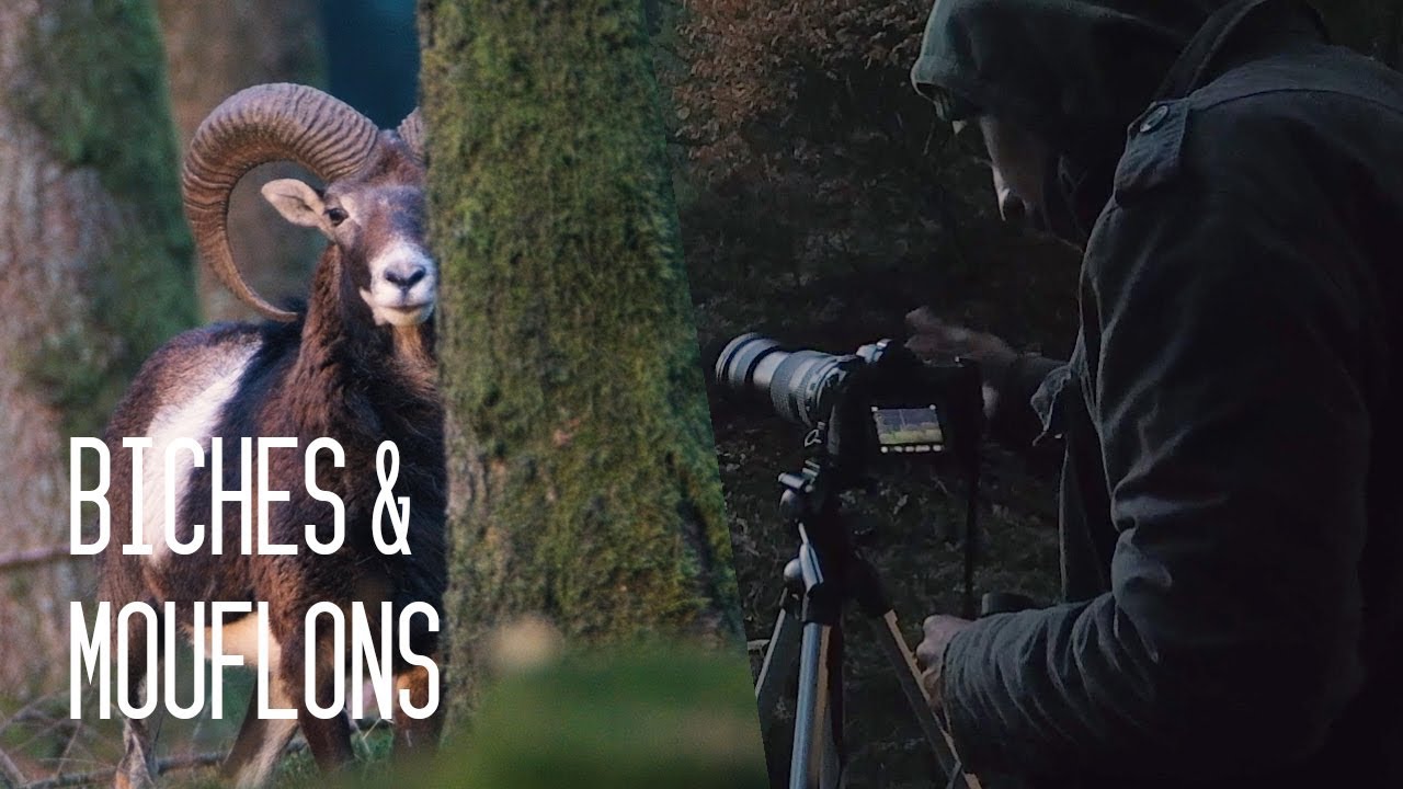 #11 Biches & mouflons