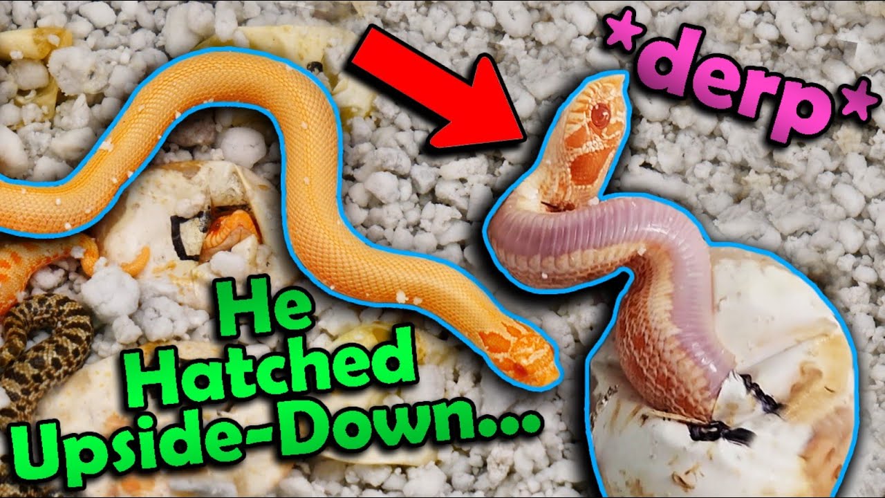 Albino SUPERCONDA Hognoses Hatching!