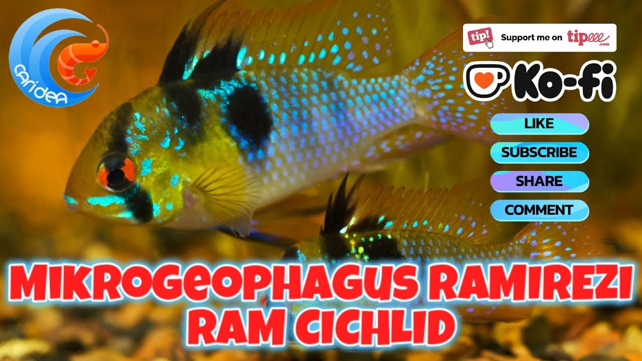 MIKROGEOPHAGUS RAMIREZI - RAM CICHLID - CURA, DIETA E RIPRODUZIONE