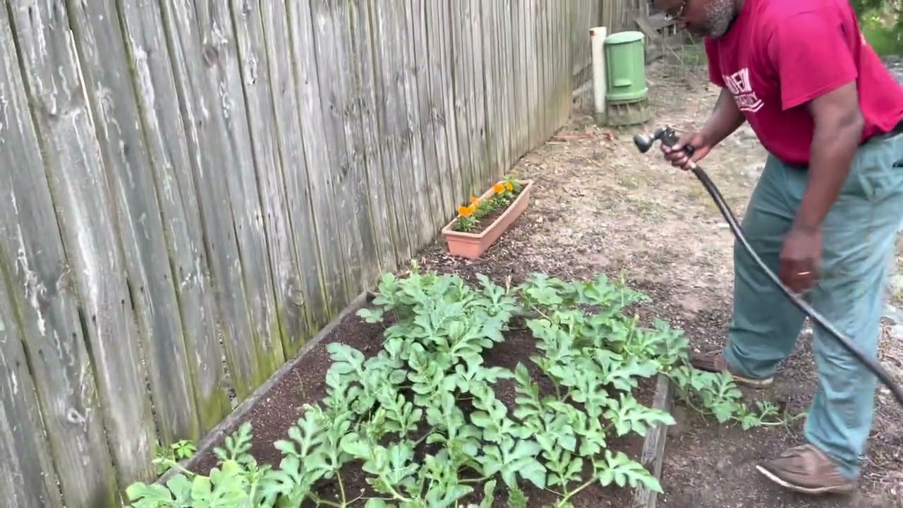 Watermelon Patch Update