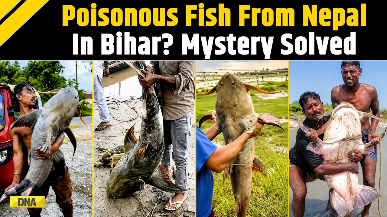 Nepal Flood: 'Don't Eat These Fish!' Why Bihar Is Warning People On Mystery Fishes That Have Reached