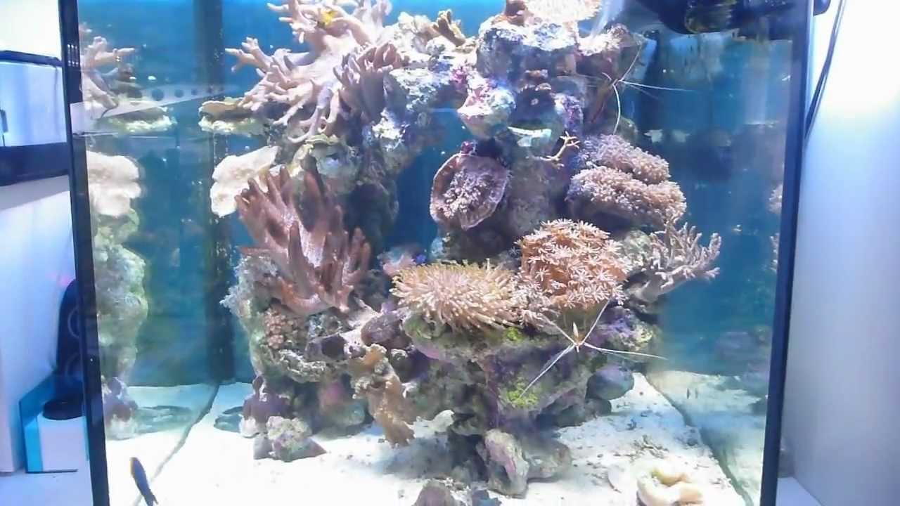 Soft Coral Cube