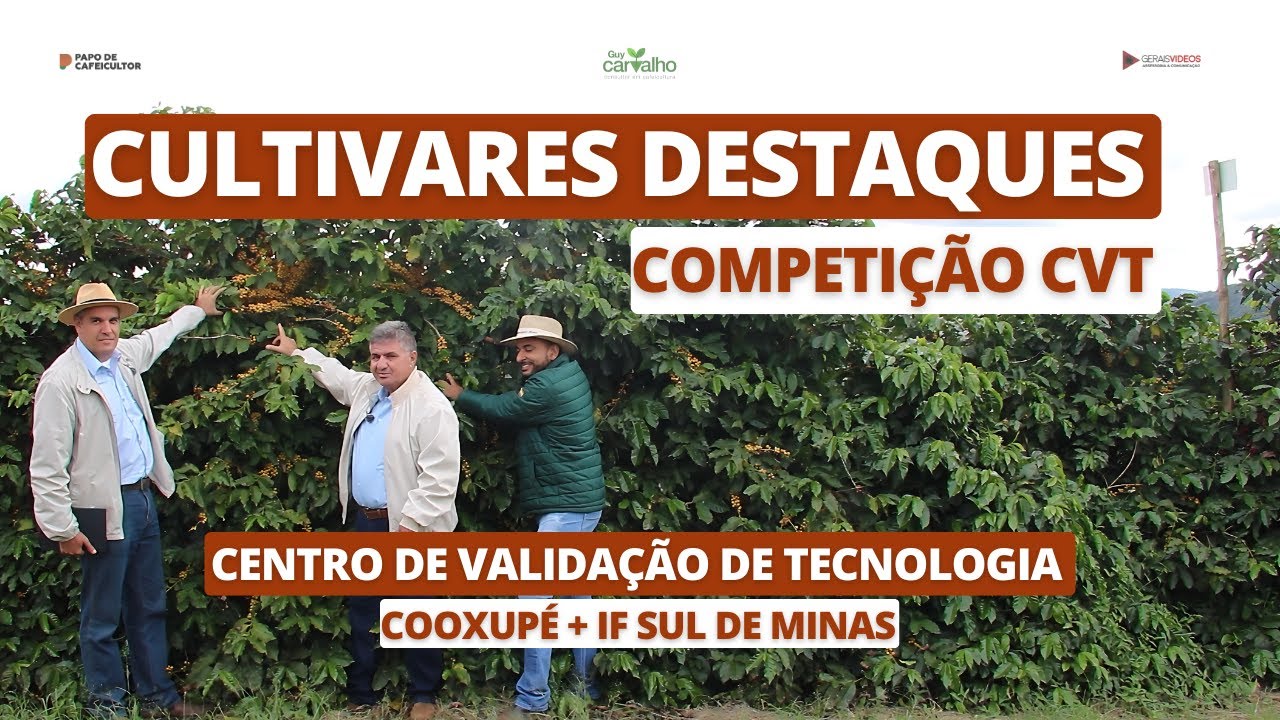 Cultivares de café em destaque: competição CVT