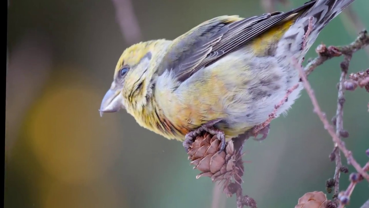 Korsnebb, Red Crossbill, Loxia curvirostra