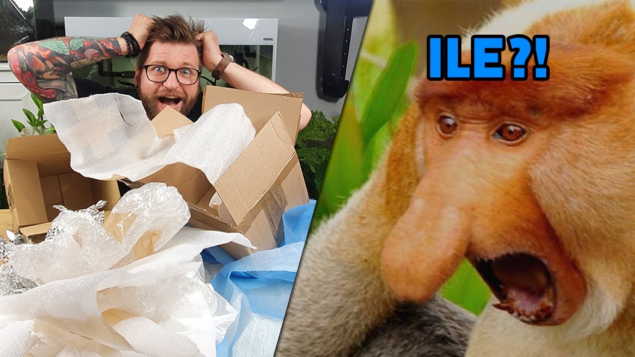 #7 Unboxing: 4 paczki, 20 nowych ptaszników!