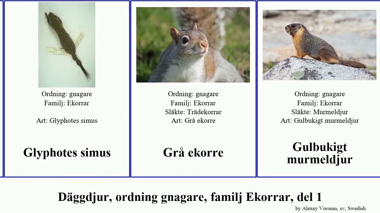 D&auml;ggdjur, ordning gnagare, familj Ekorrar, del 1 marmota ekorre paraxerus heliosciurus dremomys