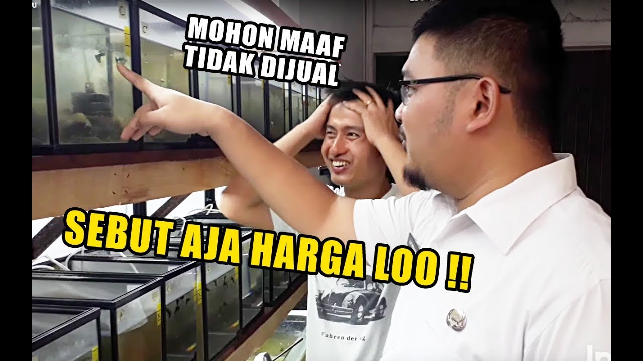 DIPAKSA JUAL!! Guppy simpenan akhirnya kita lepas juga di harga...