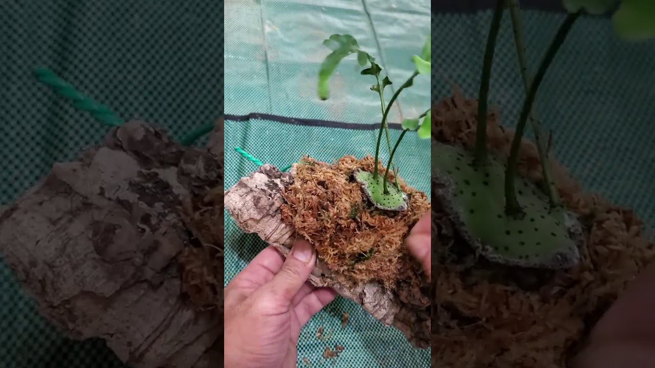 蟻植物をコルク着け