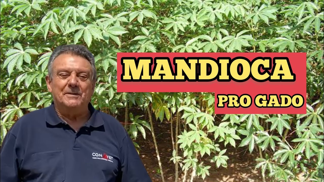 FOLHA DA MANDIOCA PARA O GADO COMER | OPINIÃO DO BENEDETTI