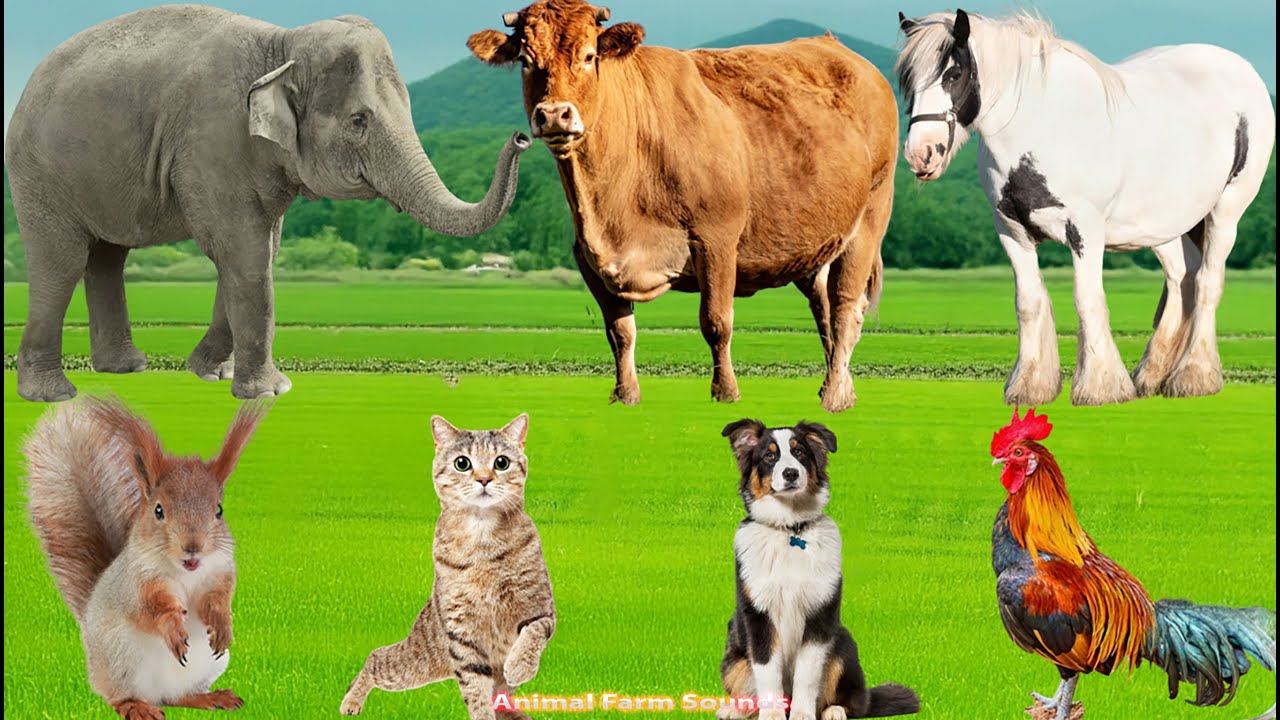 Farm Animal Sounds: Cow, Sheep, Cat, Dog, Chicken, Rabbit, Pig - Animal Videos