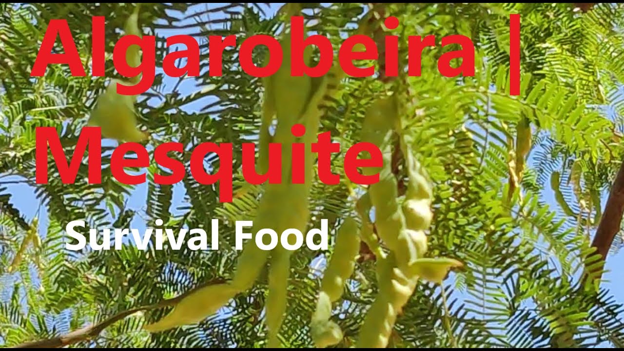 Algarobeira | Mesquite - Planta Sobrevivencialista do Deserto
