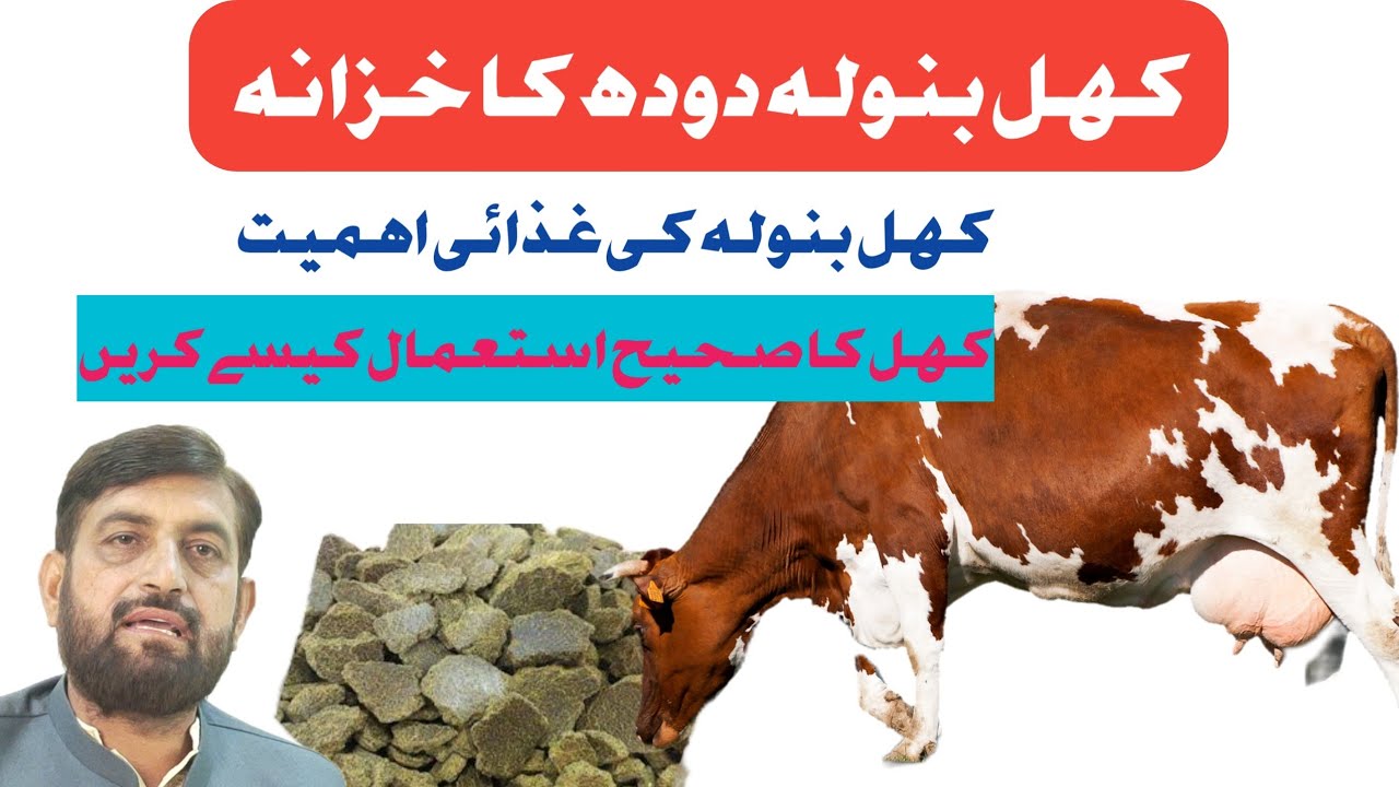 Cotton Seed Cake - For More Milk | Khal Banola Ke Faiday in Cow Buffalo کھل بنولہ کا استعمال