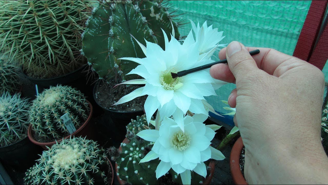 How to Pollinate Cactus Flowers to get Seed - Echinopsis Cactus