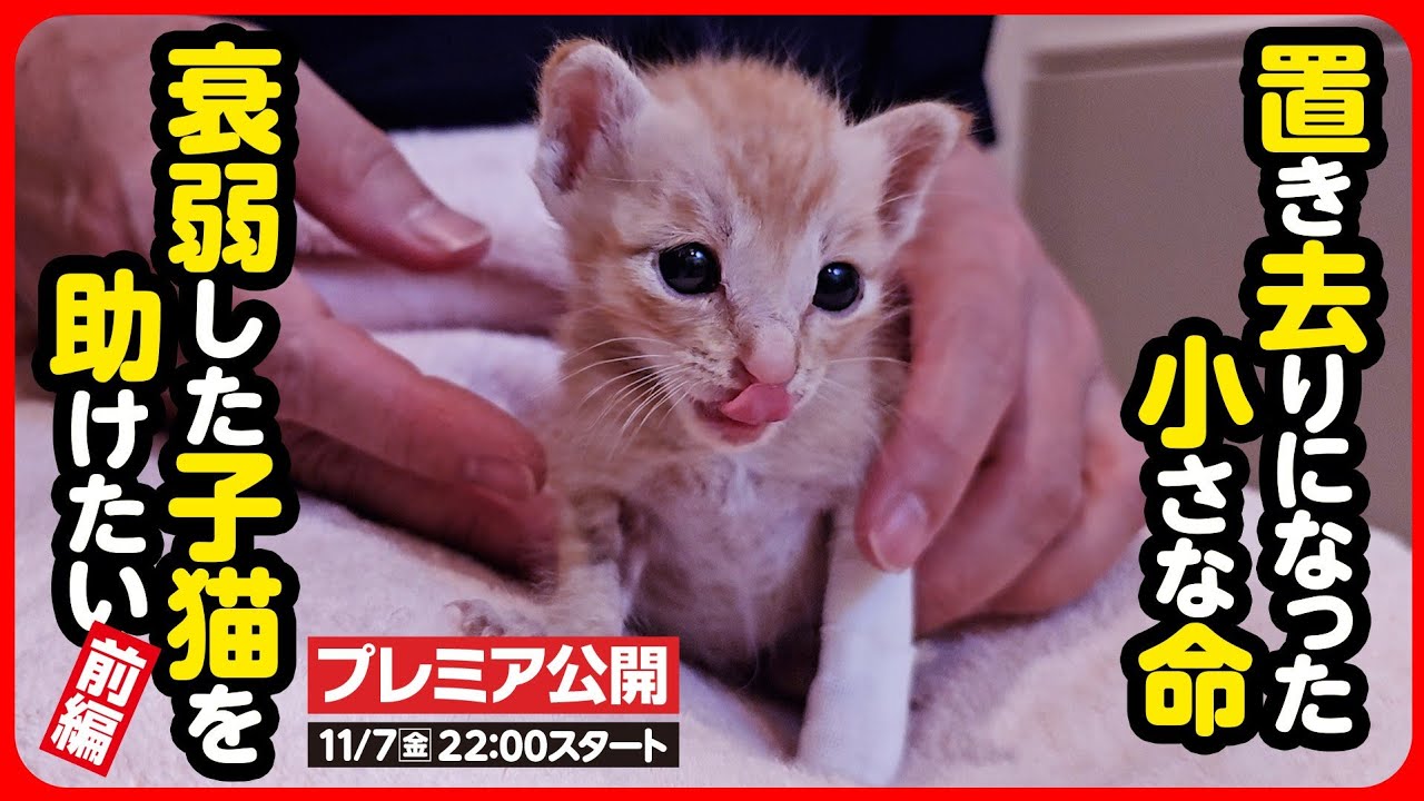 【子猫 保護】ハラハラドキドキ…衰弱したフラフラの子猫を助けたい！【前編】