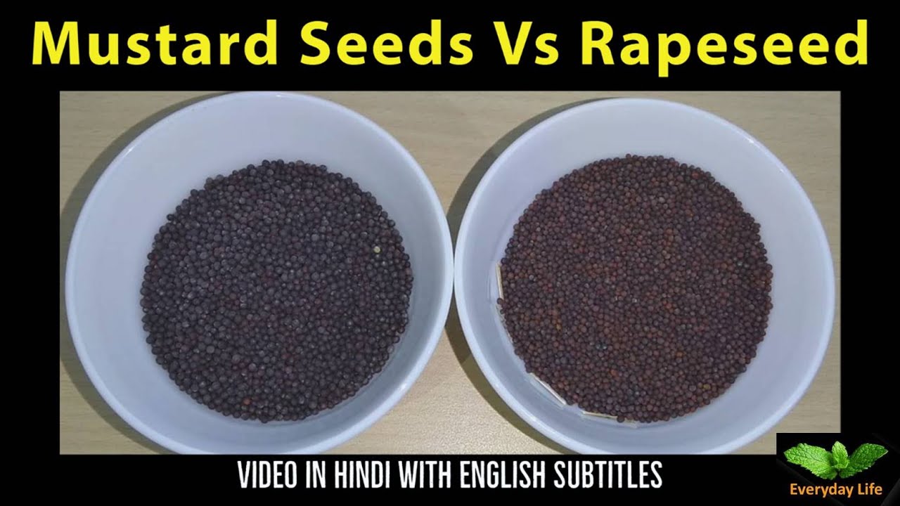Sarso Vs Toria | Mustard Seeds Vs Rapeseed | सरसो और तोरिया में अंतर | Toria Vs Rai | # 199