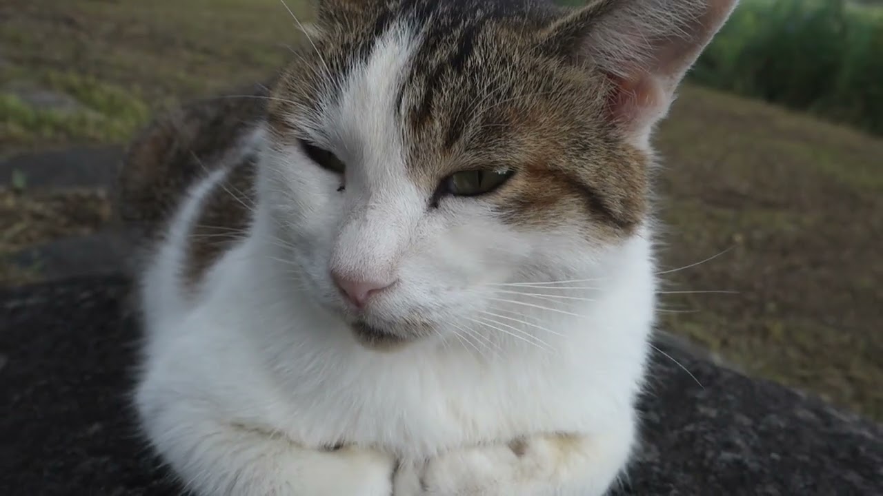 【Cat Video】 meowmeow Happy #cat  #cats  #cute