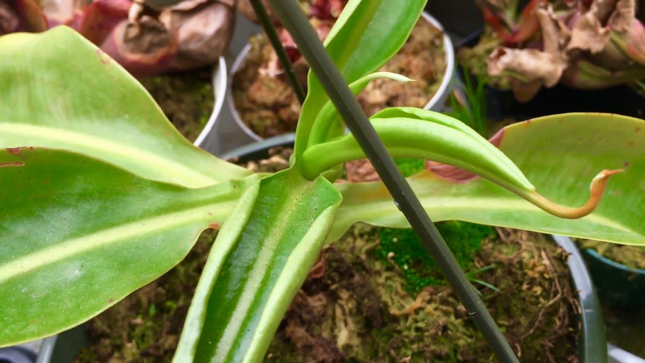 The Home Depot: Nepenthes 'Miranda'