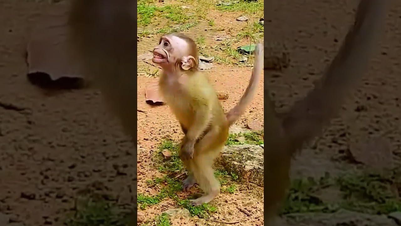 Little monkey catch baby monkey blocking milk  #monkey #animal #fyp #love #foryou #foryoupage #video