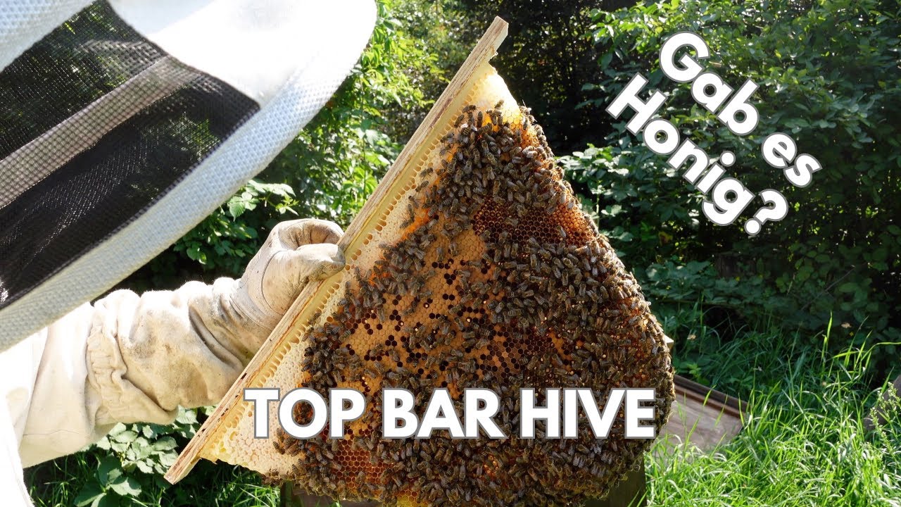 Bringt der Top Bar Hive Honig?