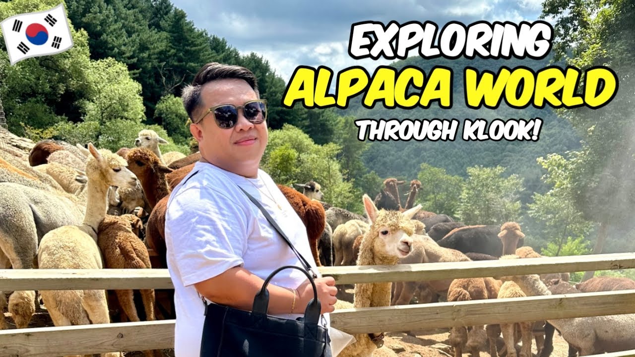 Explore Alpaca World with me through Klook! 🇰🇷 | Jm Banquicio