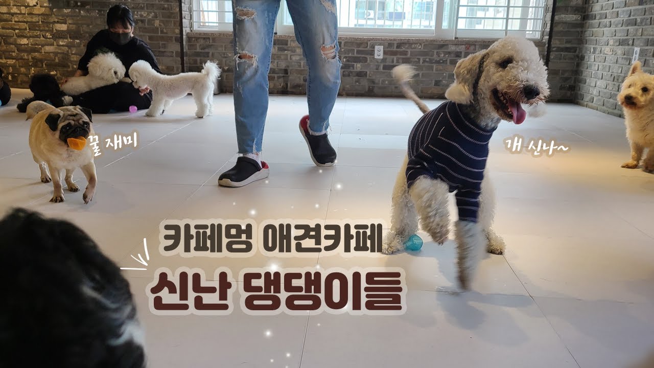 행복한 강아지 카페 '카페멍' 신난 댕댕이 하루(Happy puppy cafe, excited puppy one day)