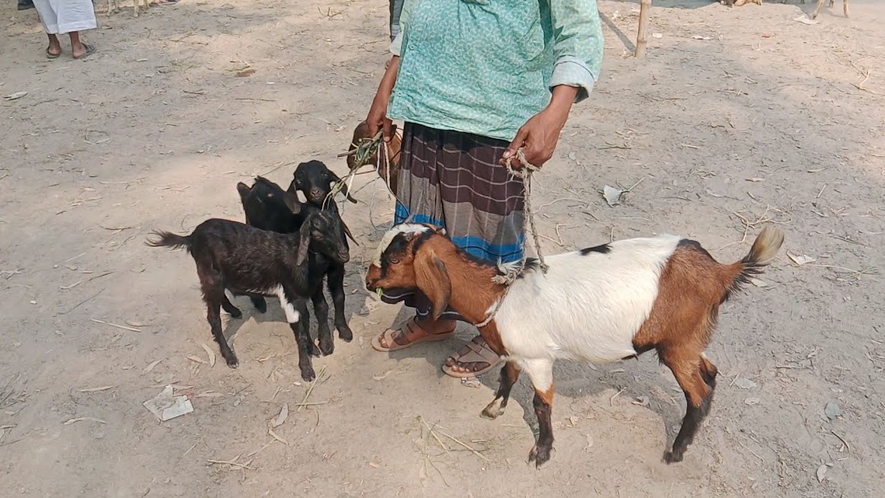 @কম দামে ছাগলের দাম জানুন ?আমবাড়ী হাট, দিনাজপুর।Ambari hat,Dinajpur! বিভিন্ন ধরনের ছাগলের দাম জানুন