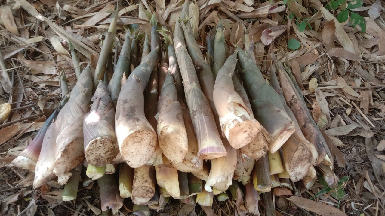 15กุมภาหน่อไม้ป่าออกแล้ว‼️