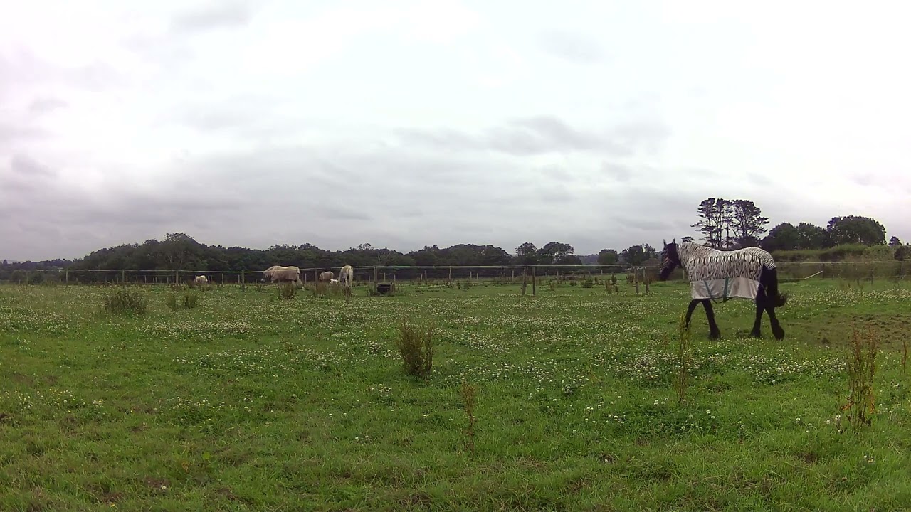 Friesian Herd Relaxing in the Late Afternoon  Fly Rugs On