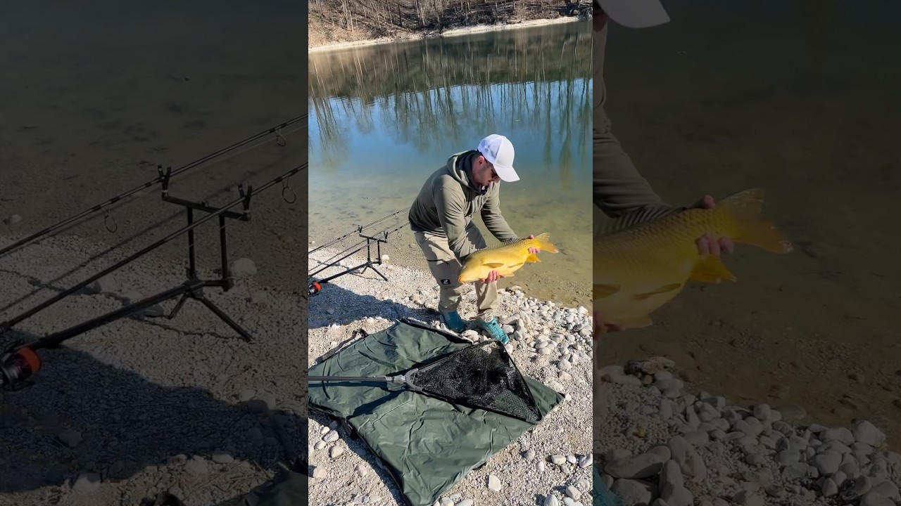 Karpfen Release 🎣 #karpfen #karpfenangeln #carp #auschneider