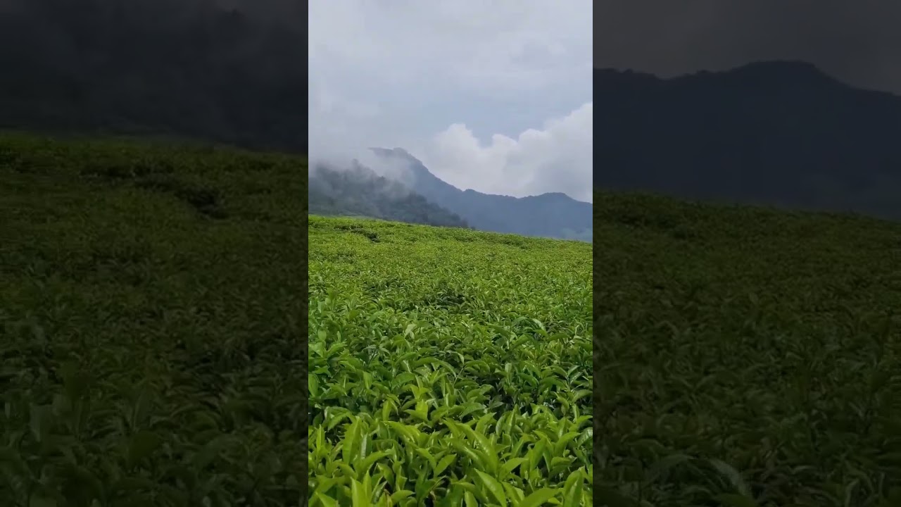 #kebunteh