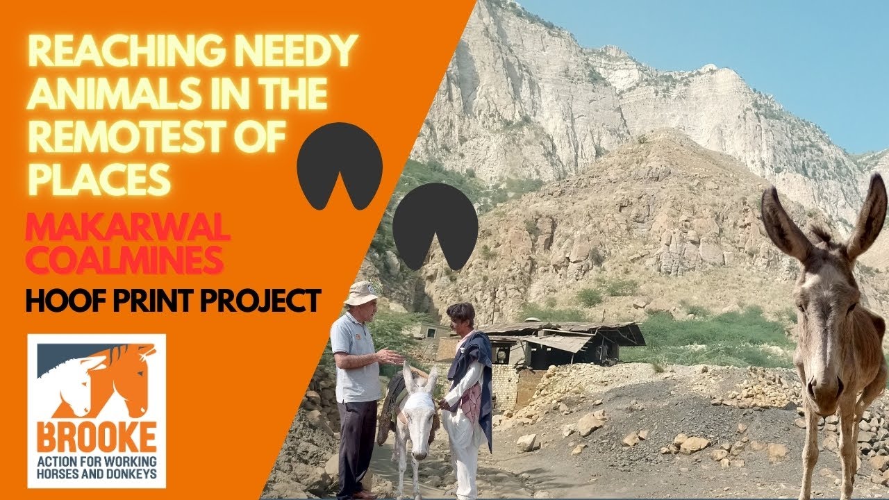 Reaching needy animals in the remotest of places : Makarwal Coalmines : Hoofprint Project 