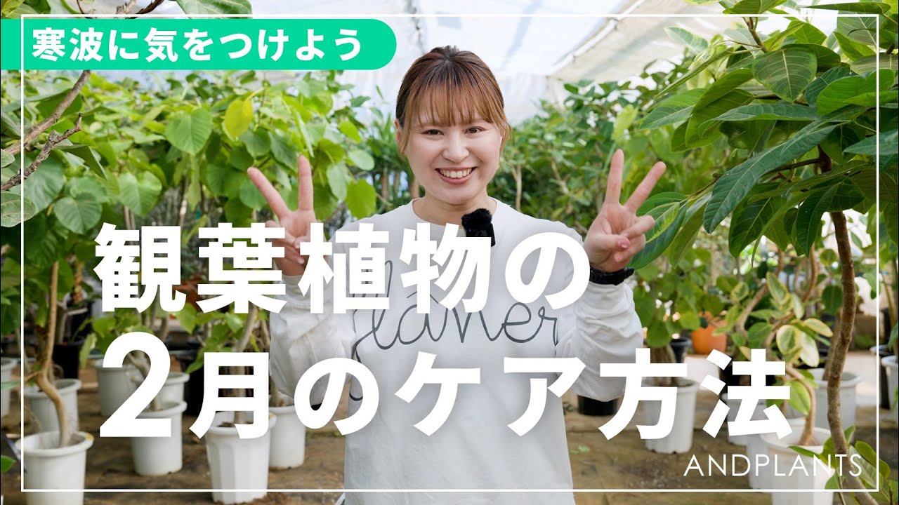 【弱った株どうする？】2月の観葉植物の育て方｜春を元気に迎えるための重要ポイント