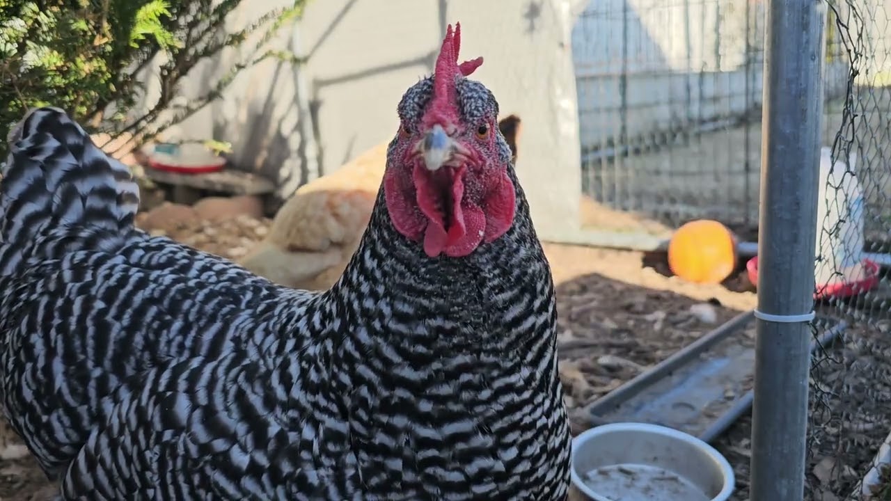 Backyard Chickens Ambiant 