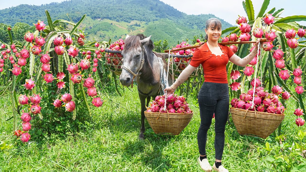 Harvesting Many Dragon Fruits Goes To The Market Sell - Vegetable Seeding | Phuong Daily Harvesting