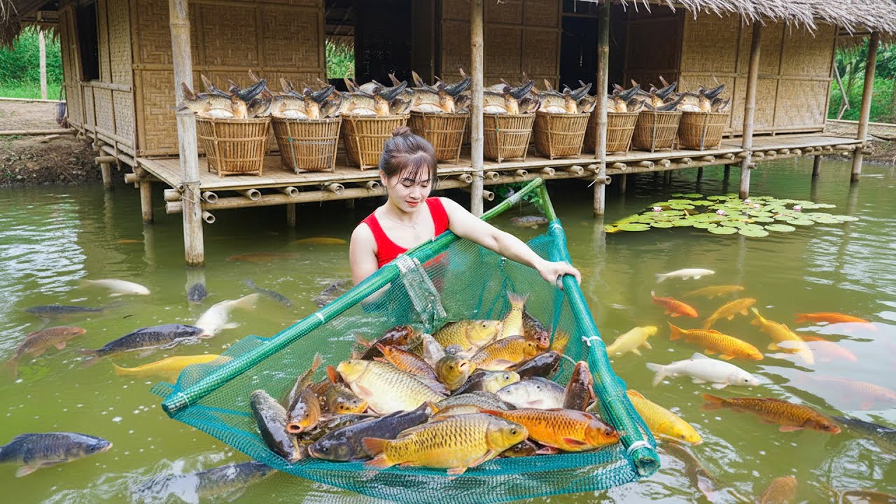 Timelapse Fishing - Watch a Massive Fish Harvest from Pond to Market!