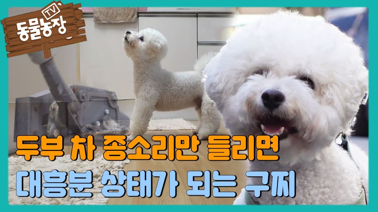 두부 차 종소리만 들리면 대흥분 상태가 되는 구찌 #TV동물농장 #AnimalFarm #SBSstory