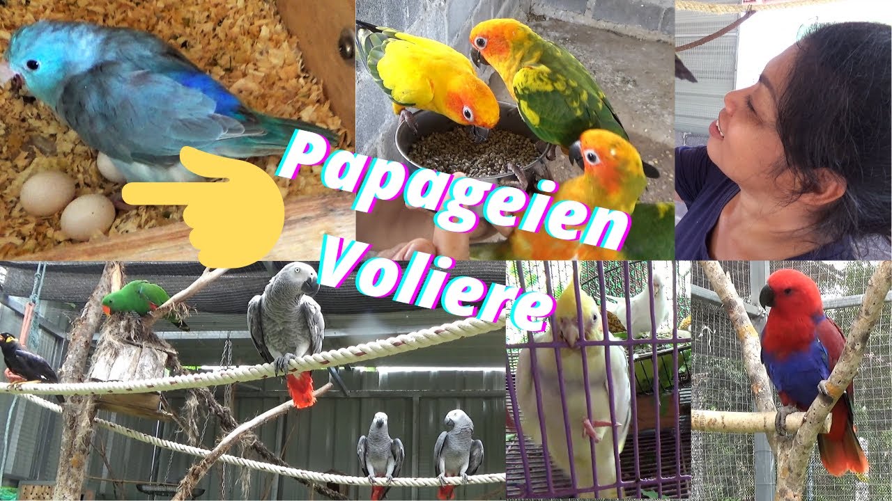 Thailand Papageien Voliere. Drei Sperlingspapageien Eier. Wie ist der Spendenstand der Voliere?