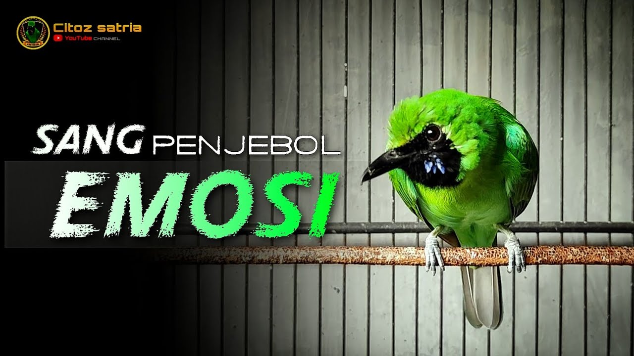 🔴 PENJEBOL EMOSI || CUCAK IJO GACOR NGENTROK JAMBUL BONGKAR MATERI NGERI