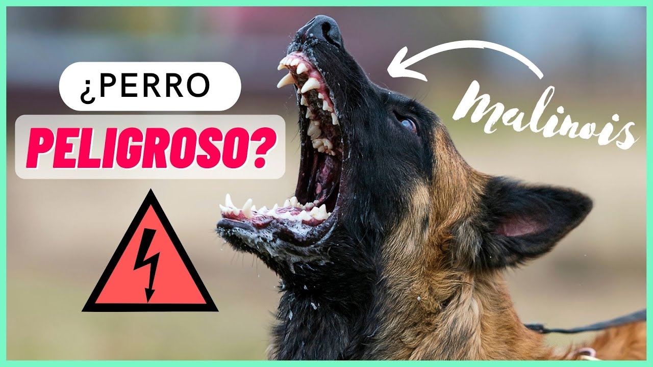 ¿Los Malionois son peligrosos? Así de agresivo es el pastor belga