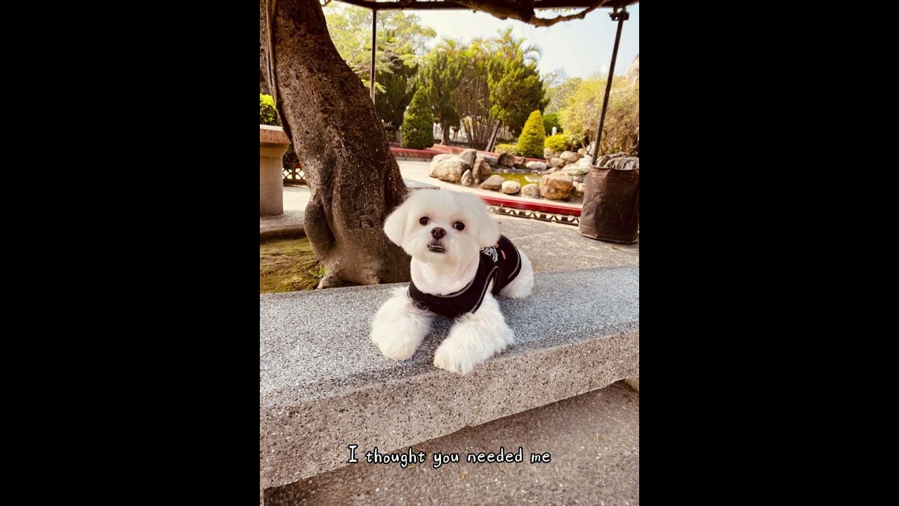 A Song for My Best Friend: Forever in My Heart
