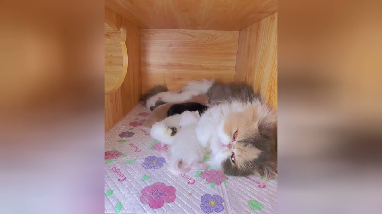 Adorable little kittens are going to warm your soul