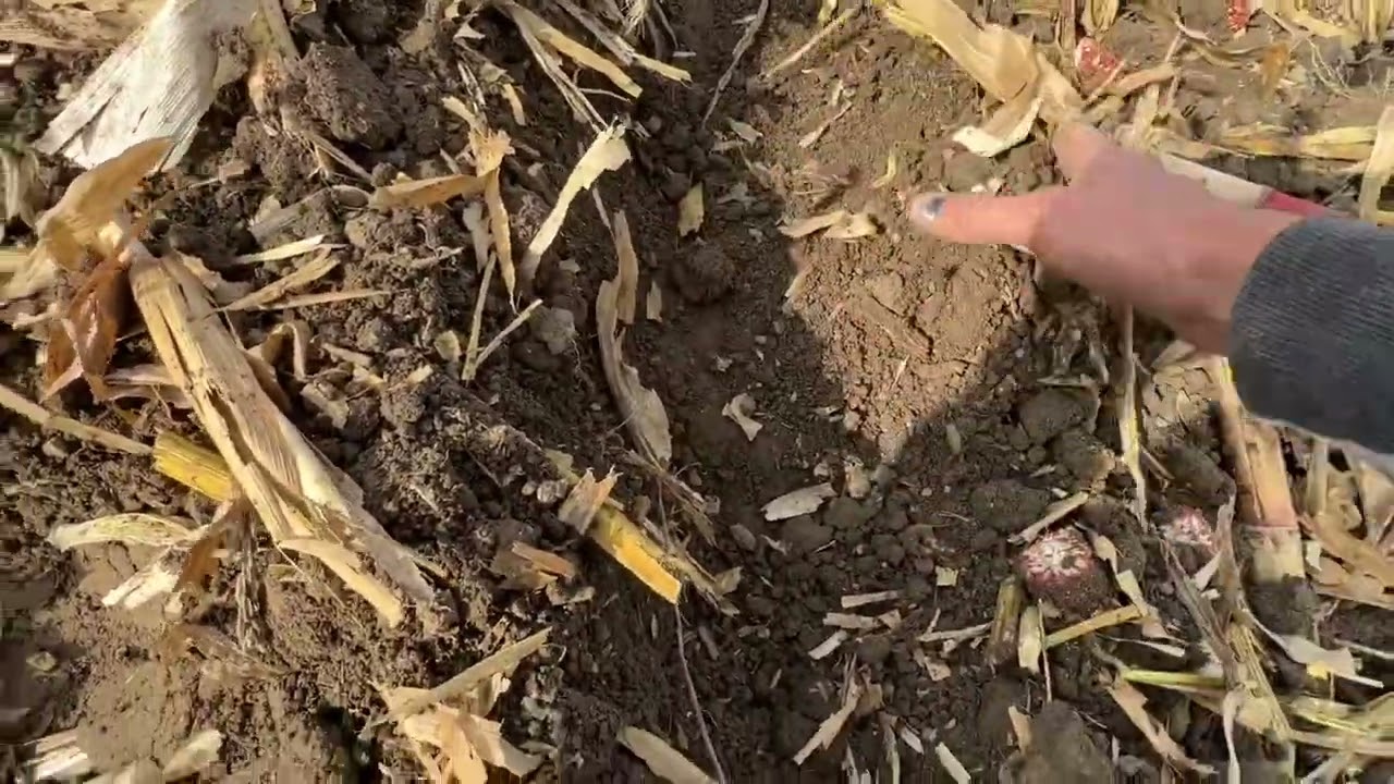 Salford Halo VRT in Corn Stalks