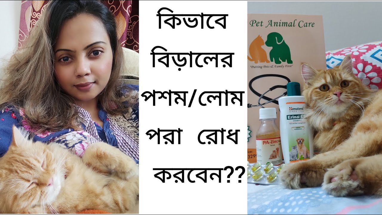 কিভাবে বিড়ালের অতিরিক্ত লোম পরা রোধ করবেন! #persiancatvideo #cathairfallsolution #cathairfall #cats